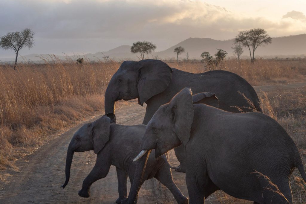 elephants-Tanzania-1024x682.jpg