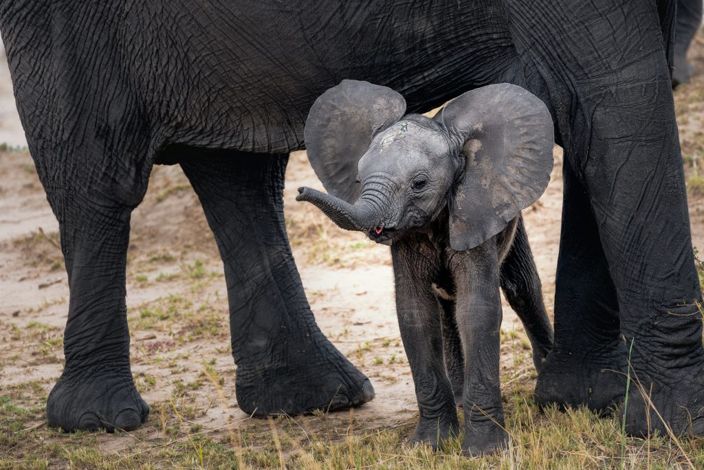 Baby-elephant-1024x684.jpg