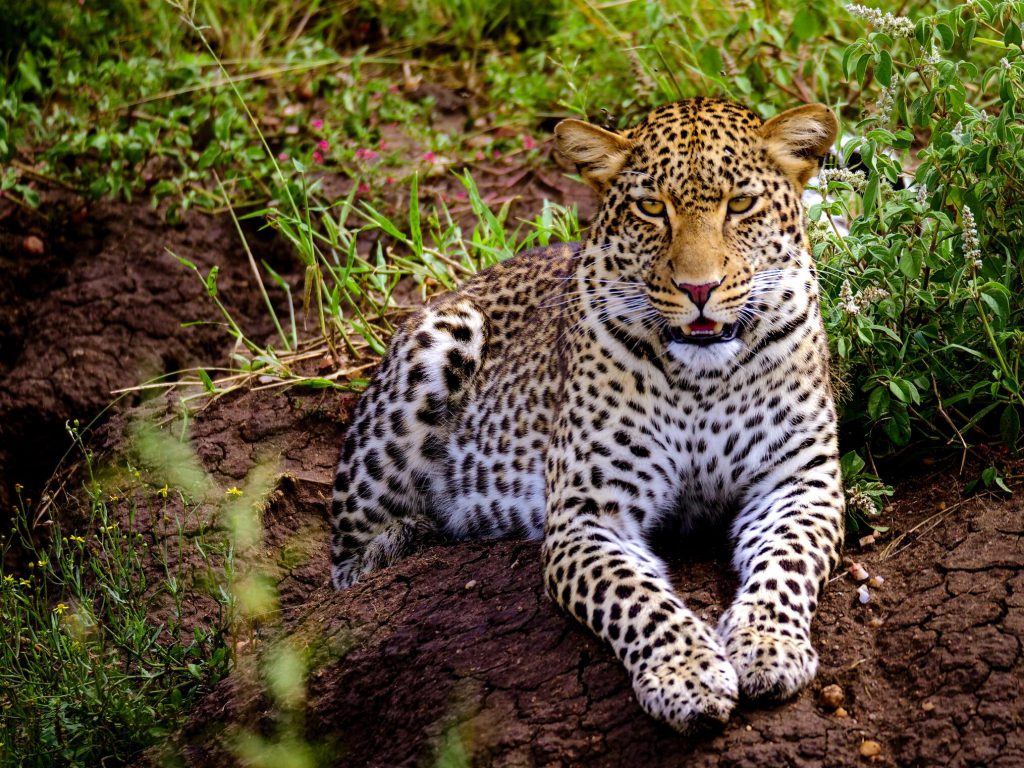 Leopard-in-Tanzania-1-1024x768.jpg