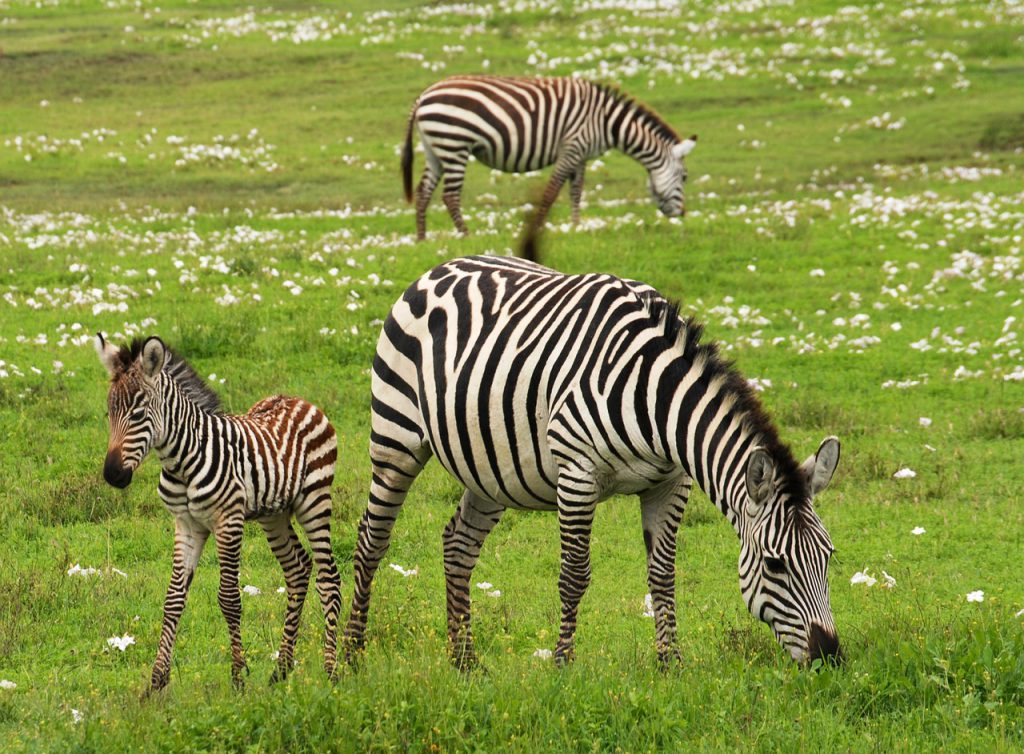 baby-zebra-75885_1280-1024x754.jpg