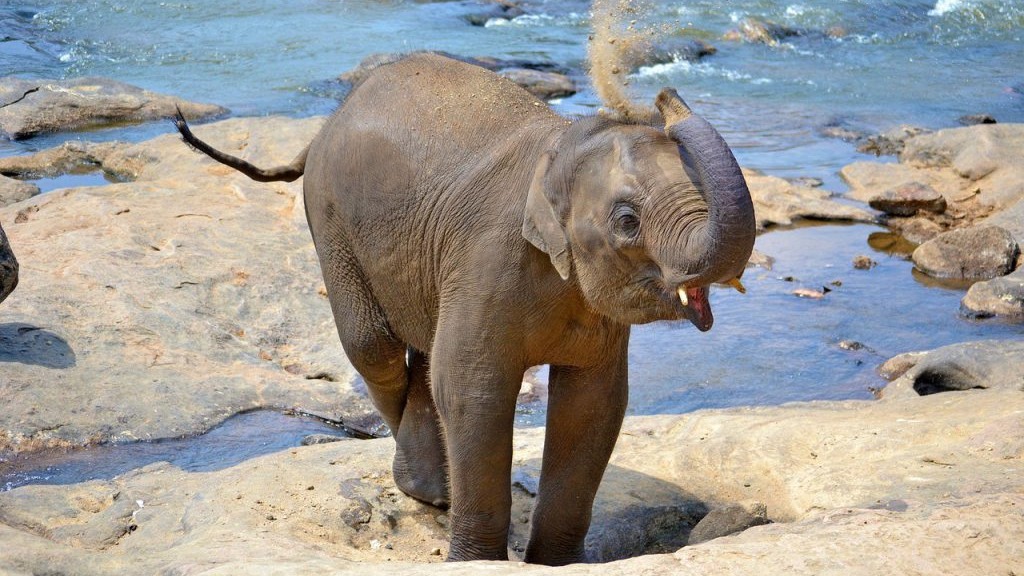 baby-elephant-267124_1280-1024x682.jpg