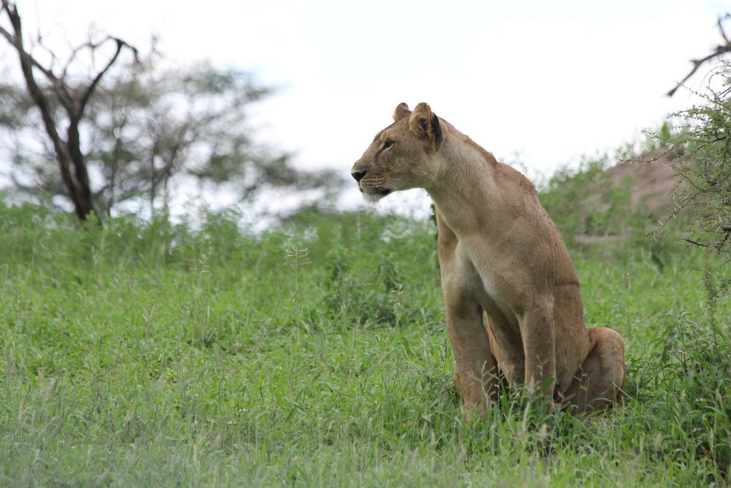 lioness-223005_1920-1024x683.jpg