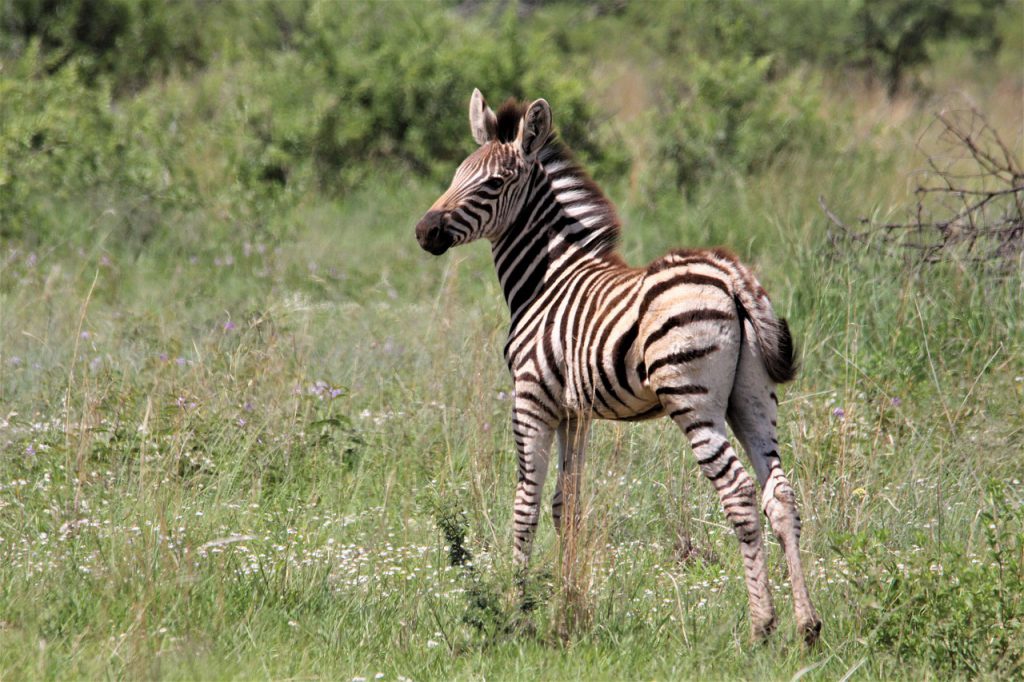 Zebra-foal-1024x682.jpg