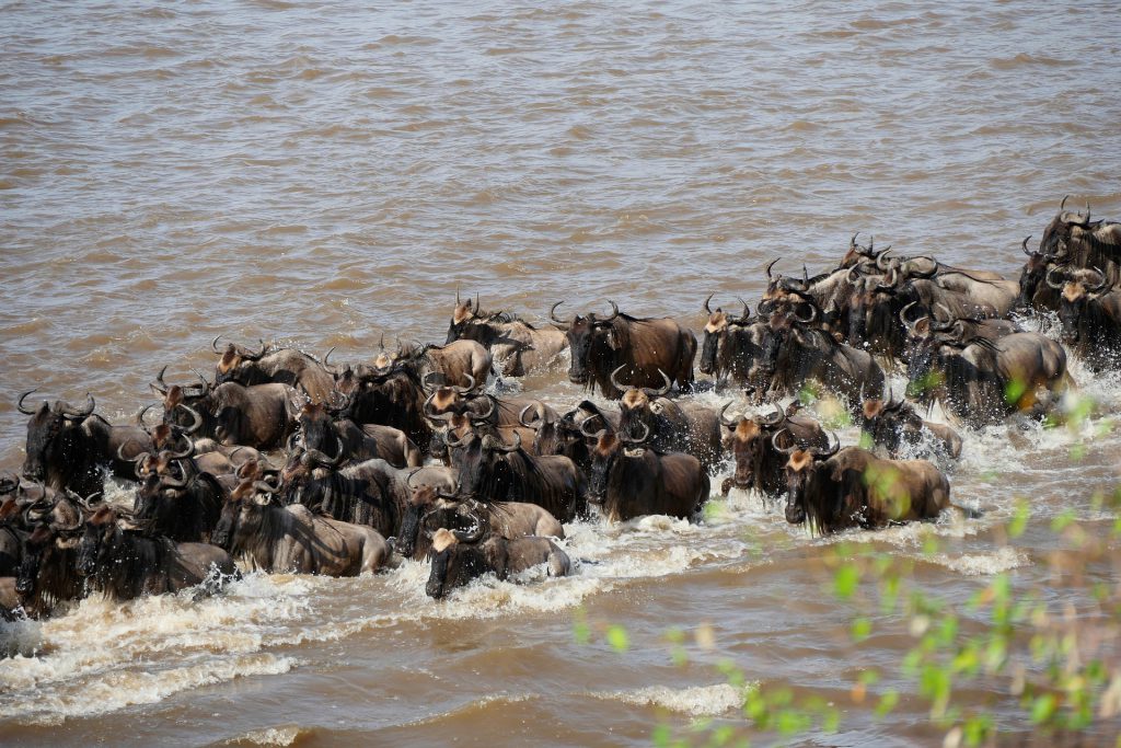 mara-river-wildebeests-1024x683.jpg