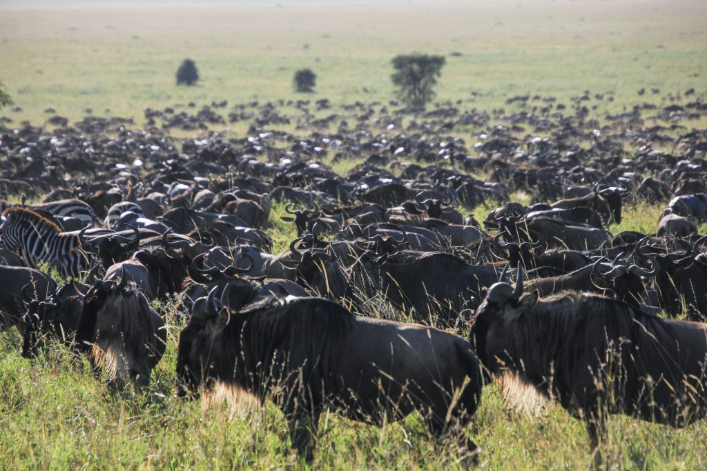 Wildebeest-herd-in-Serengeti--1024x683.jpg