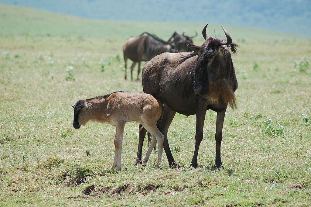 Wildebeest-and-calf-Ngorongoro-Crater.jpg