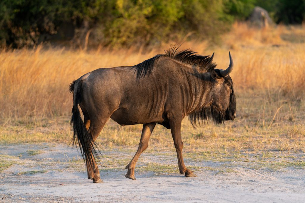 Lone-wildebeest-1024x683.jpg