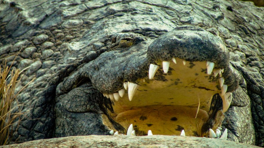Crocodile-1024x576.jpg