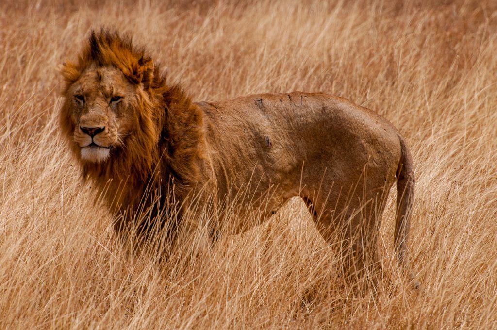 lion-in-dry-tall-grass-1024x680.jpg