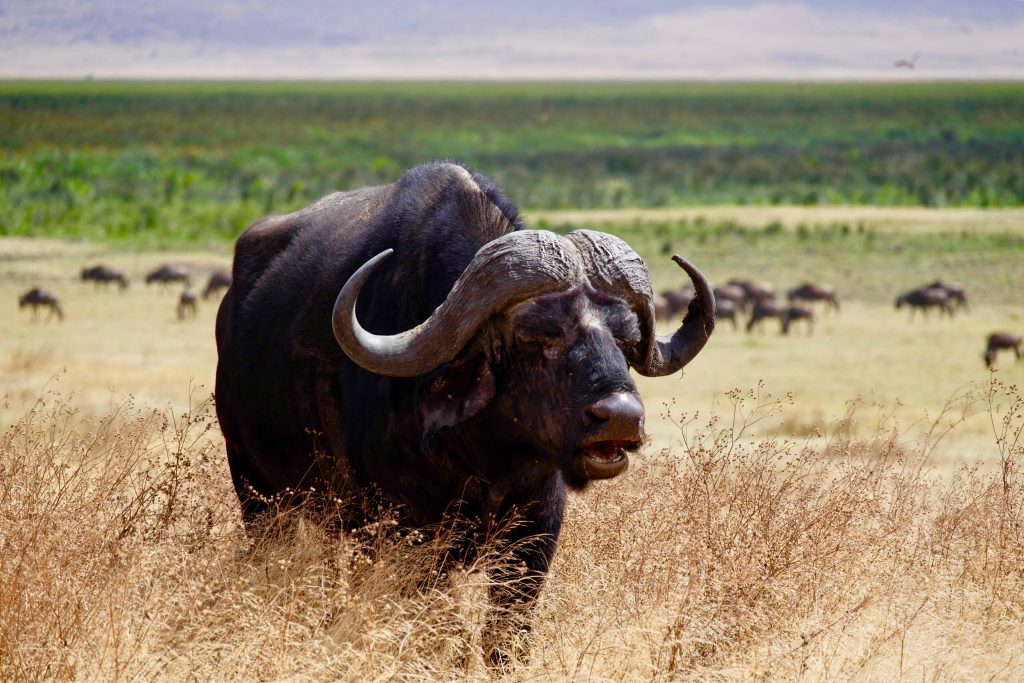 buffalo-African-safari-1024x683.jpg
