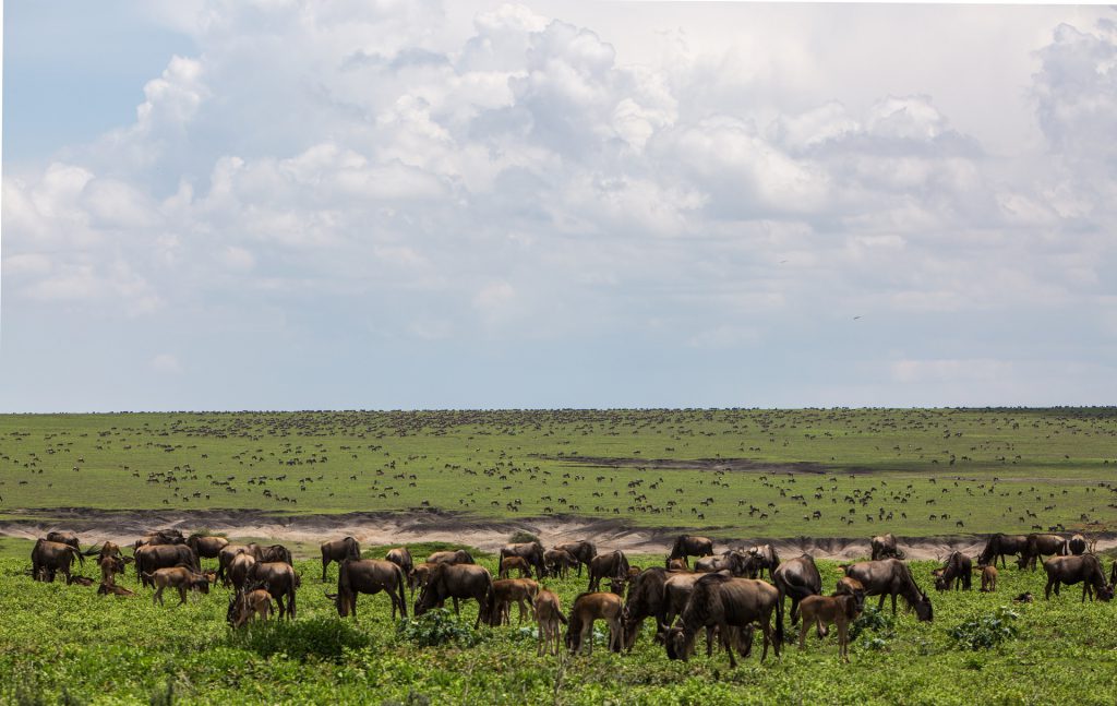 ngorongoro-conservation-area-wildebeests-1024x647.jpg
