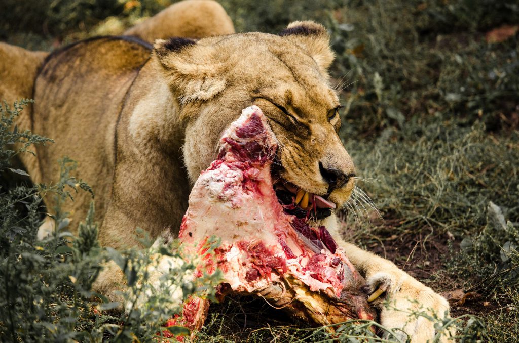 Lion-eating-1024x678.jpg