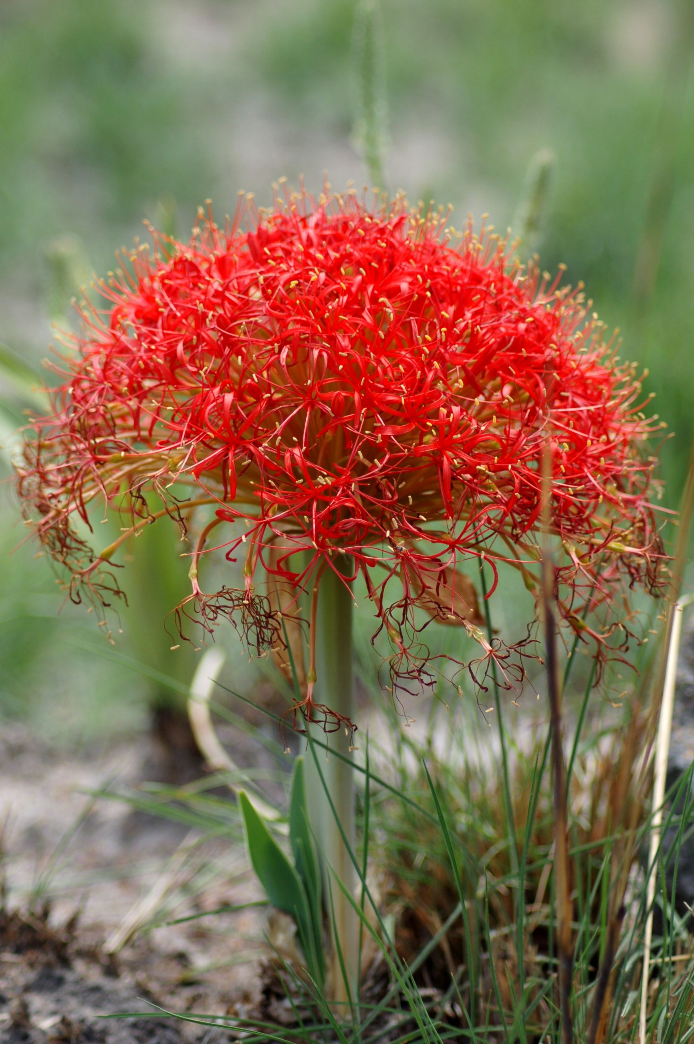Fireball lily