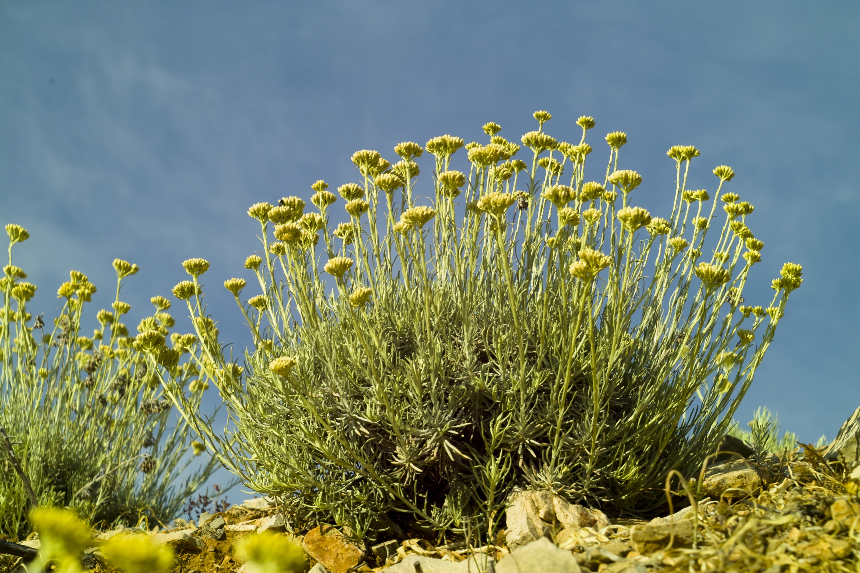 Helichrysum