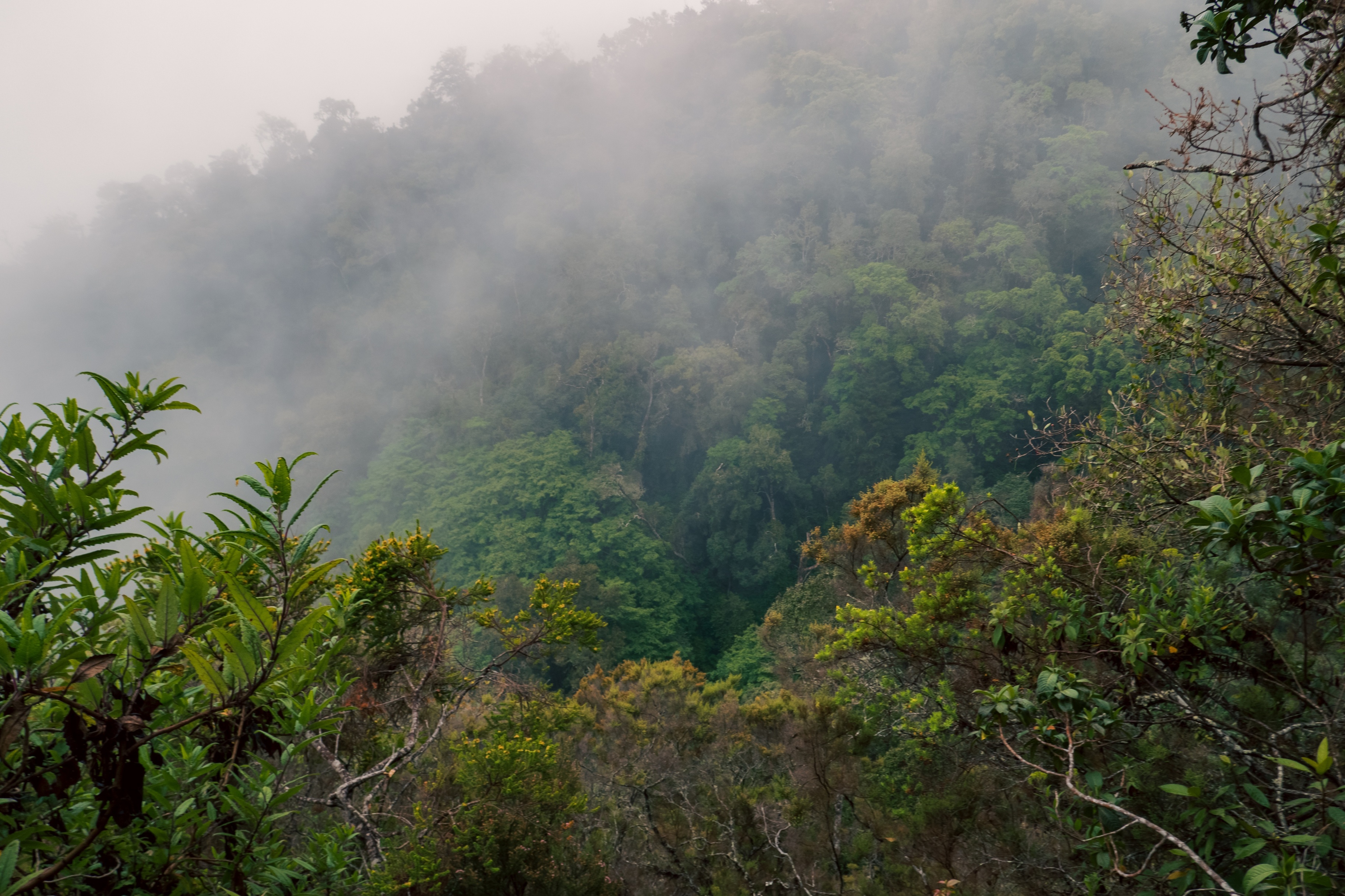 Montane Forest ecological zone