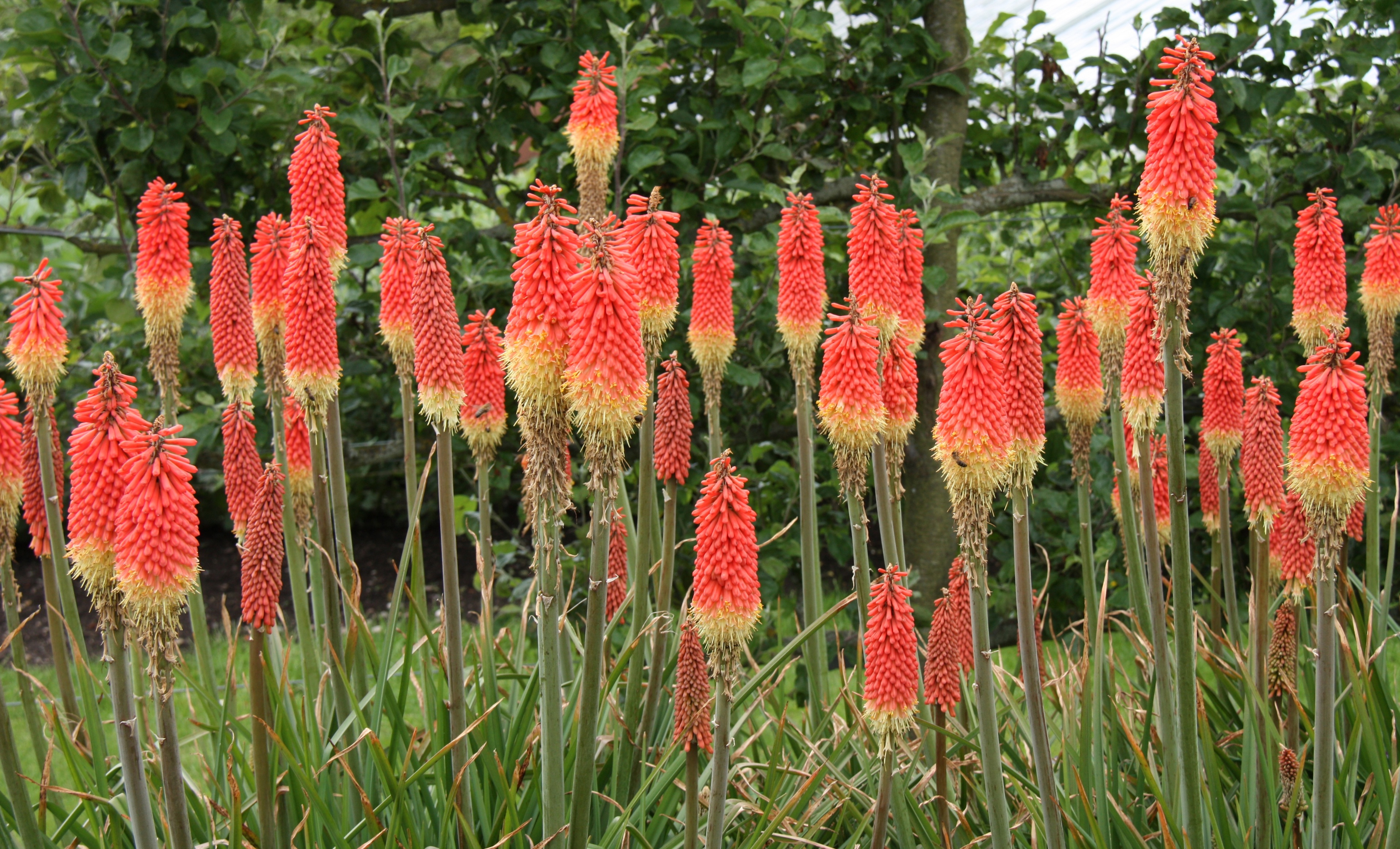 Red Poker Flowers