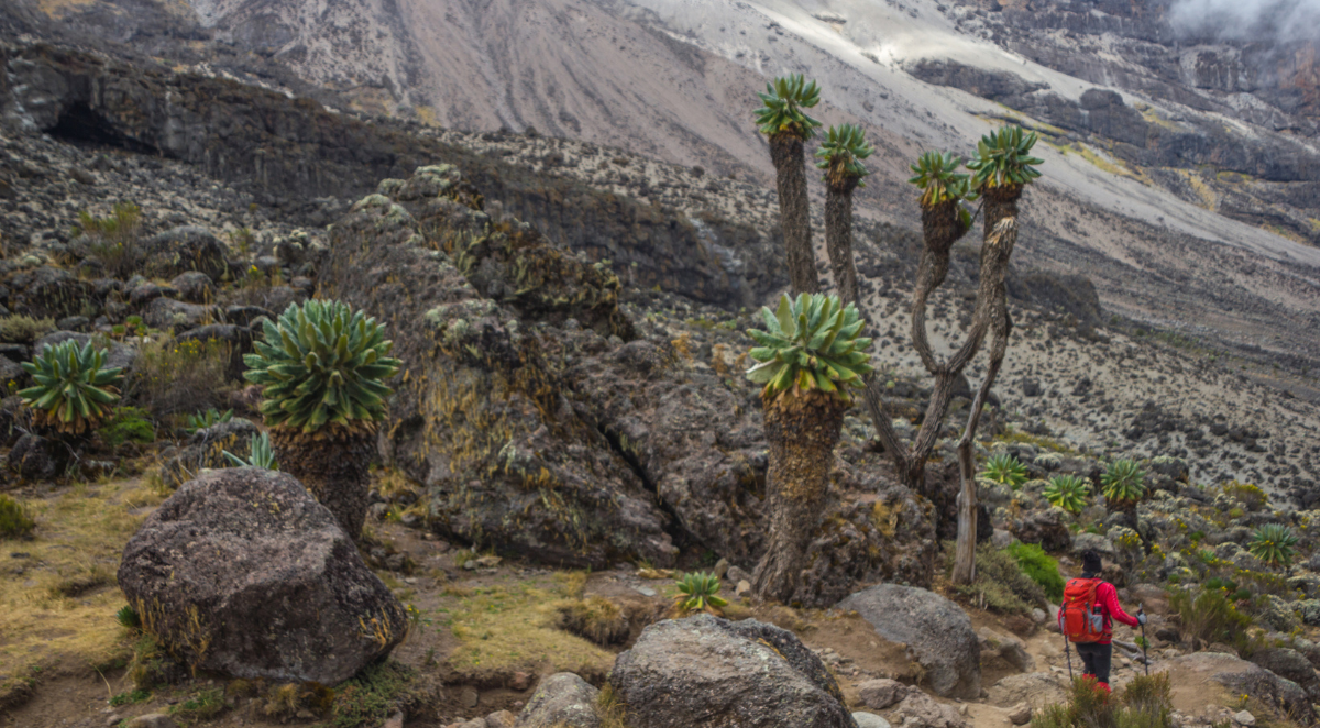 Kilimanjaro