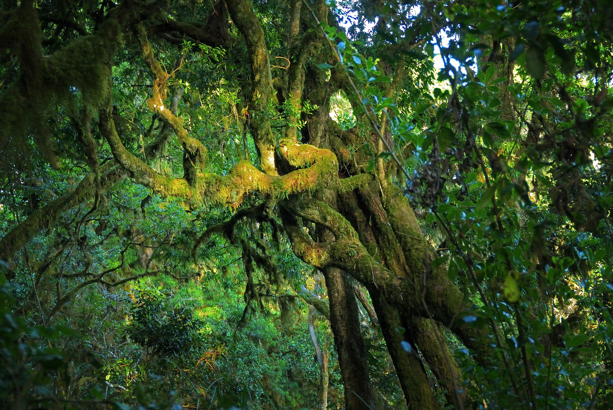 Tangled tree trunk and dense vegetation of forest zone on Marangu route, Kilimanjaro