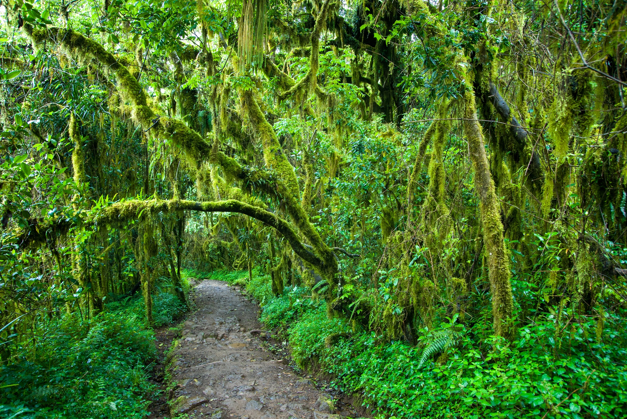 Forest trail through rainforest on Marangu route, Kilimanjaro