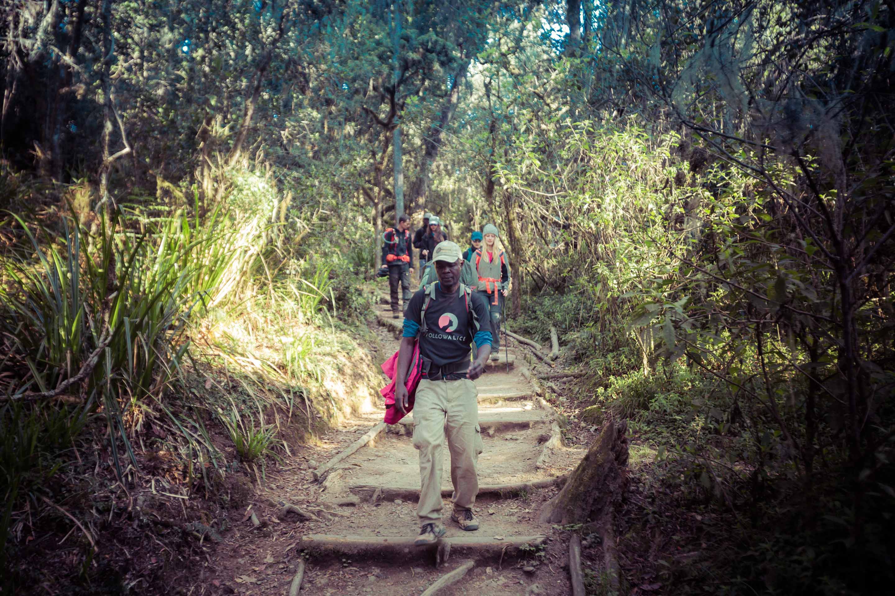 Kilimanjaro rainforest path