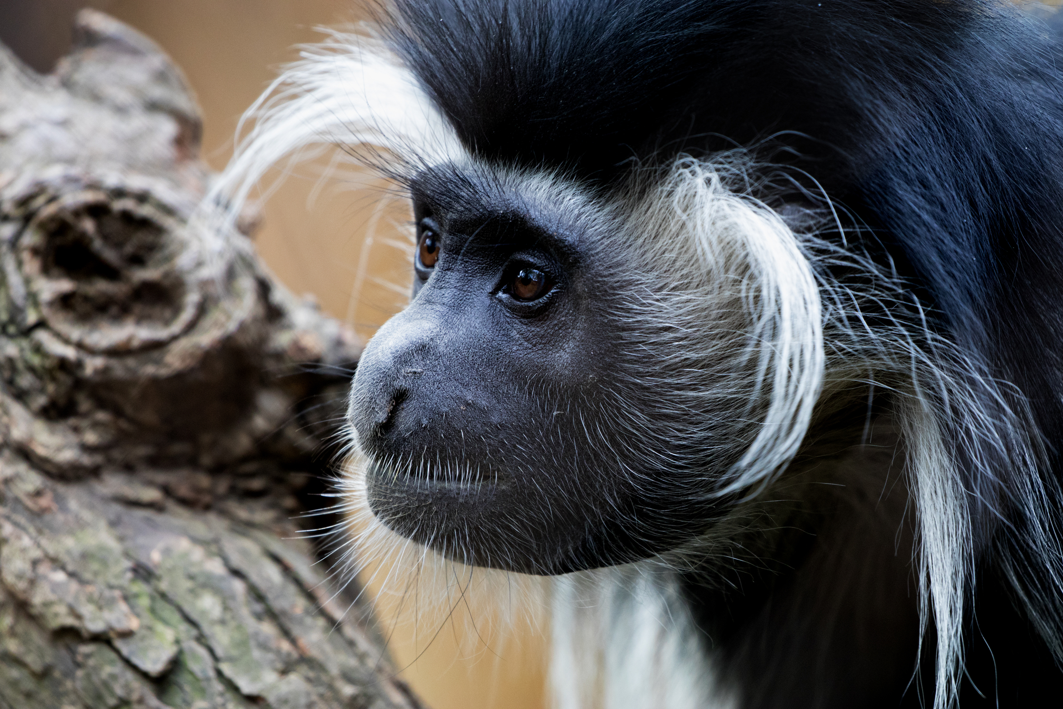 Black and white colobus monkey, or Kilimanjaro guereza