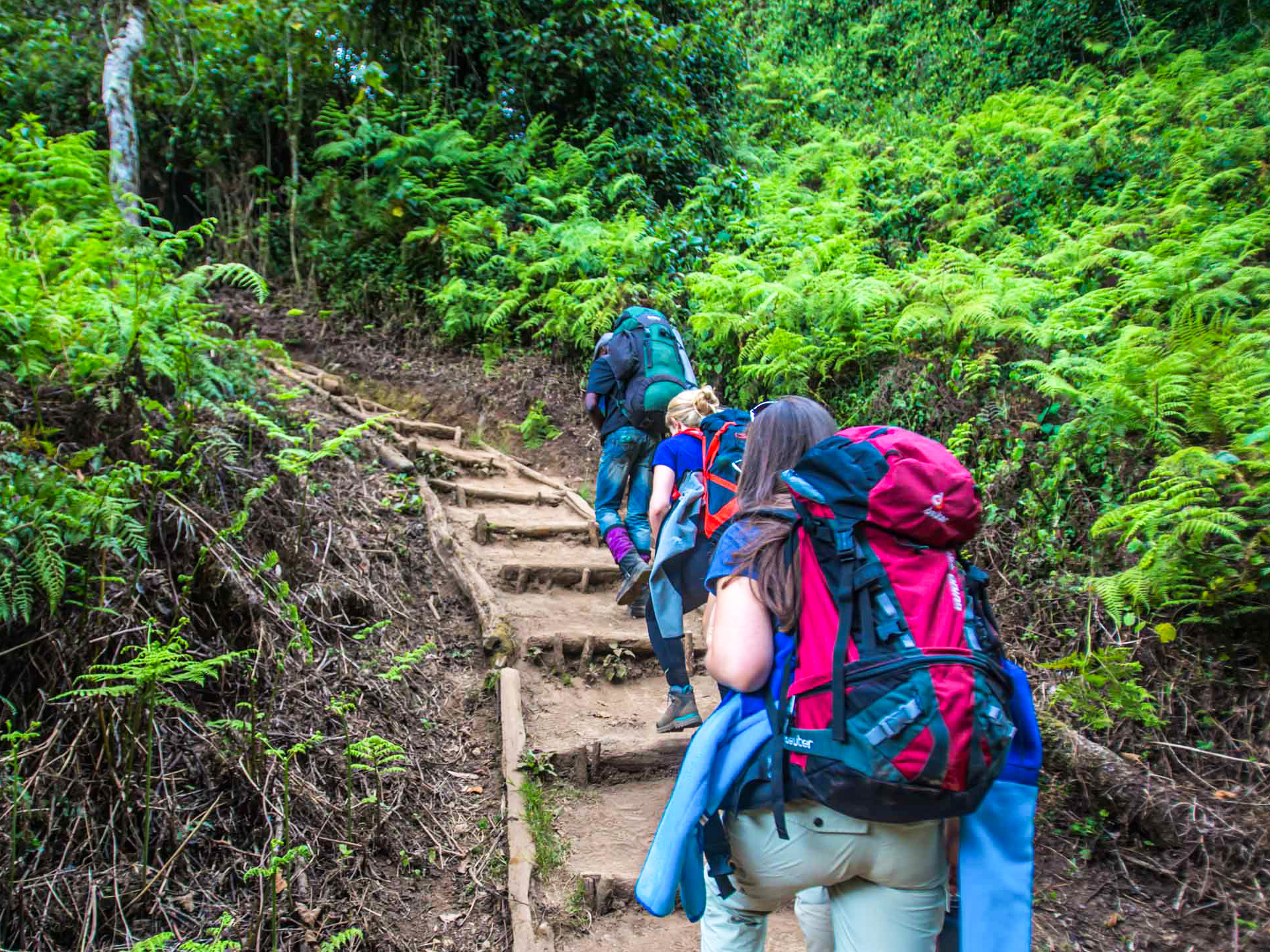 Hiking rainforest Kilimanjaro