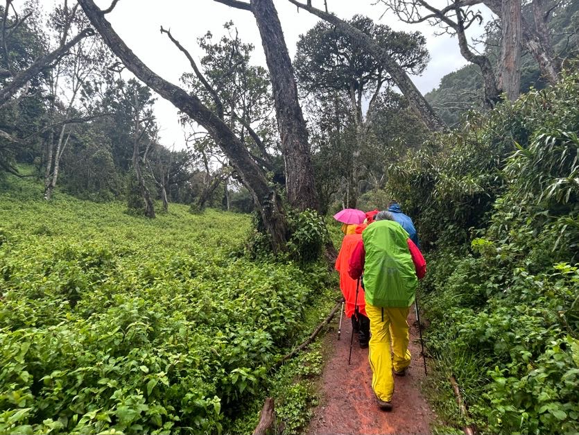 Romy. Rainy forest trail trekkers waterproof gear Kilimanjaro