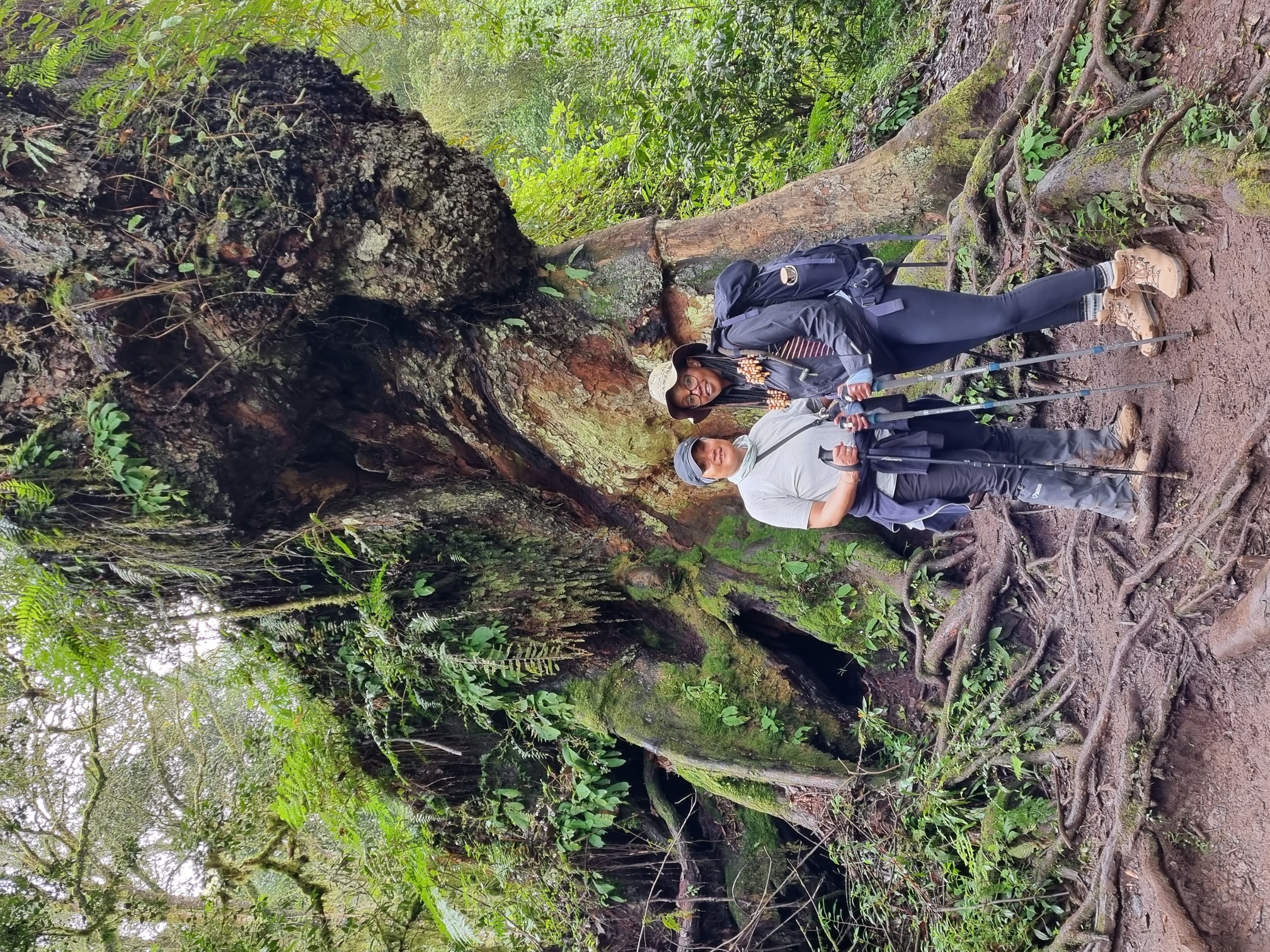 Eva Ussio. S. Kilimanjaro forest enormous tree and climbers