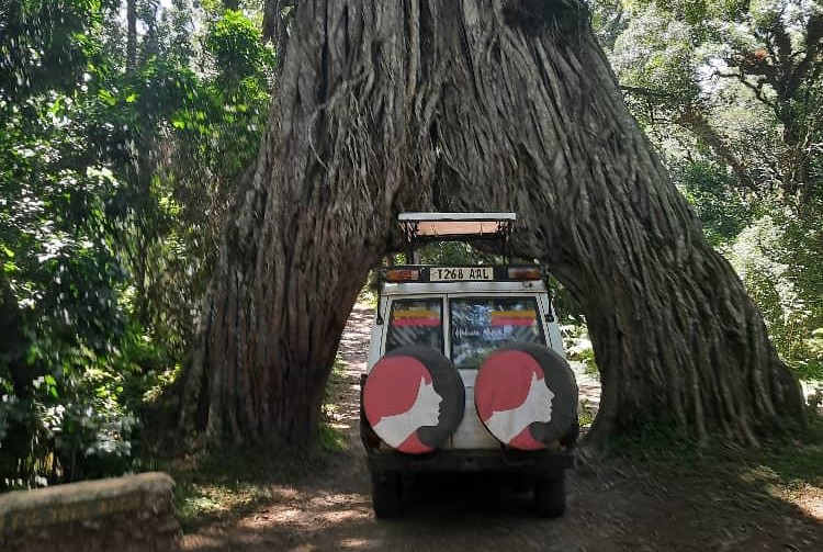 Follow Alice vehicle in Arusha National Park by Fig Tree Arch by Kazi