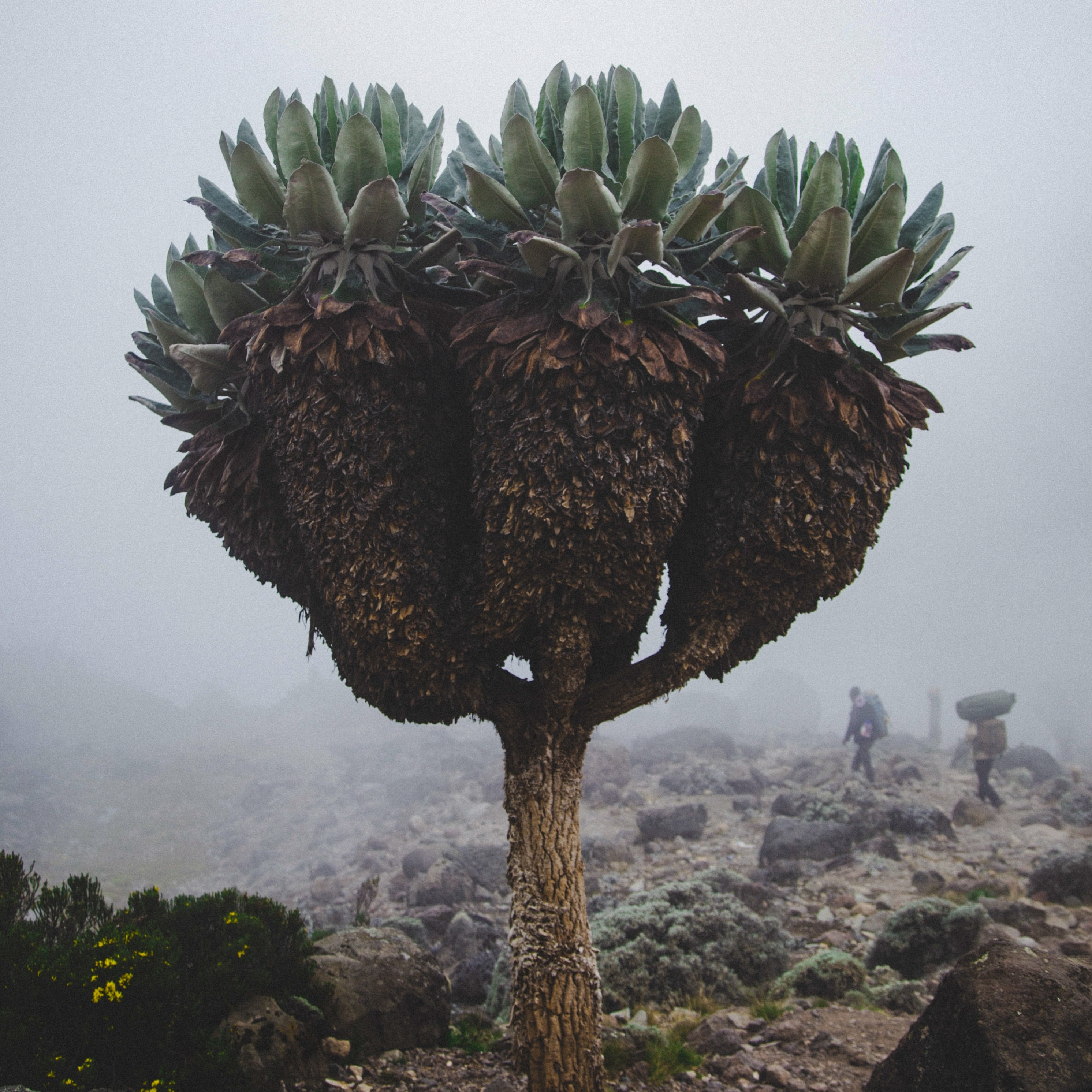 Giant groundsel