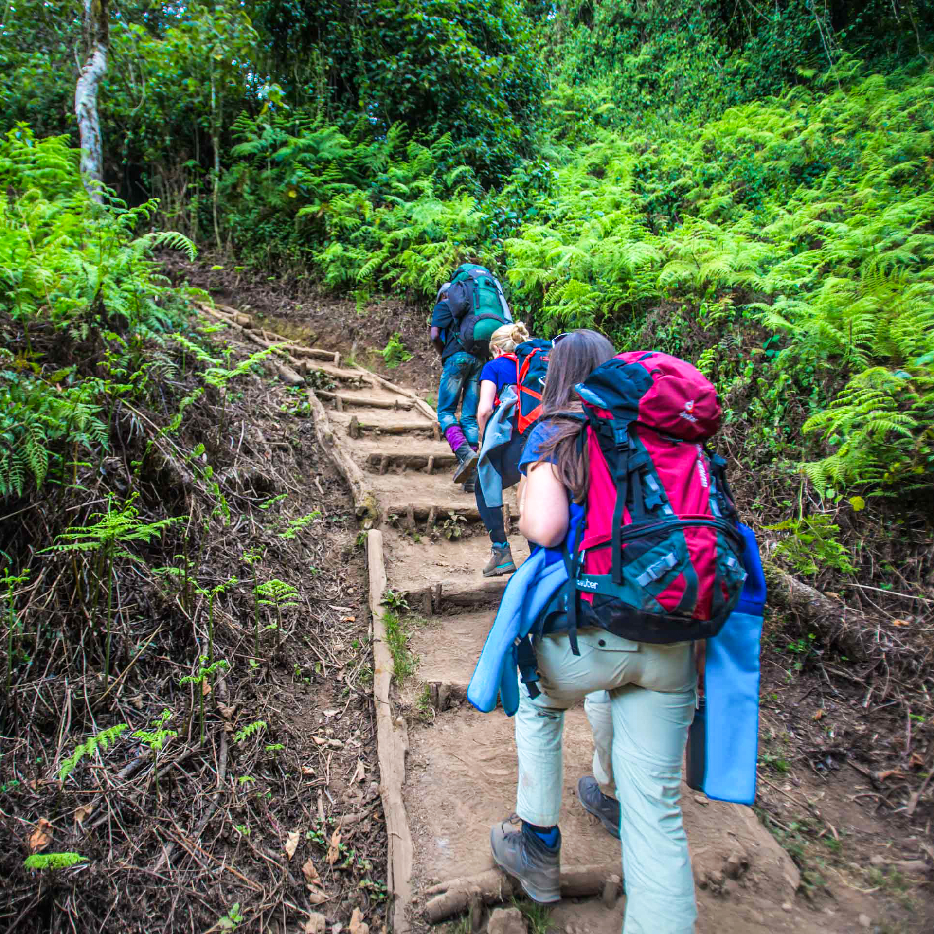 Trekkers in rainforest