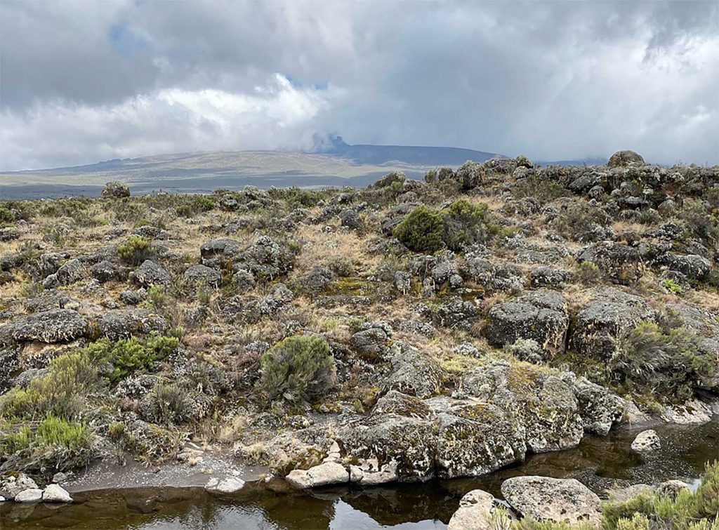 Moorland vegetation on Kilimanjaro