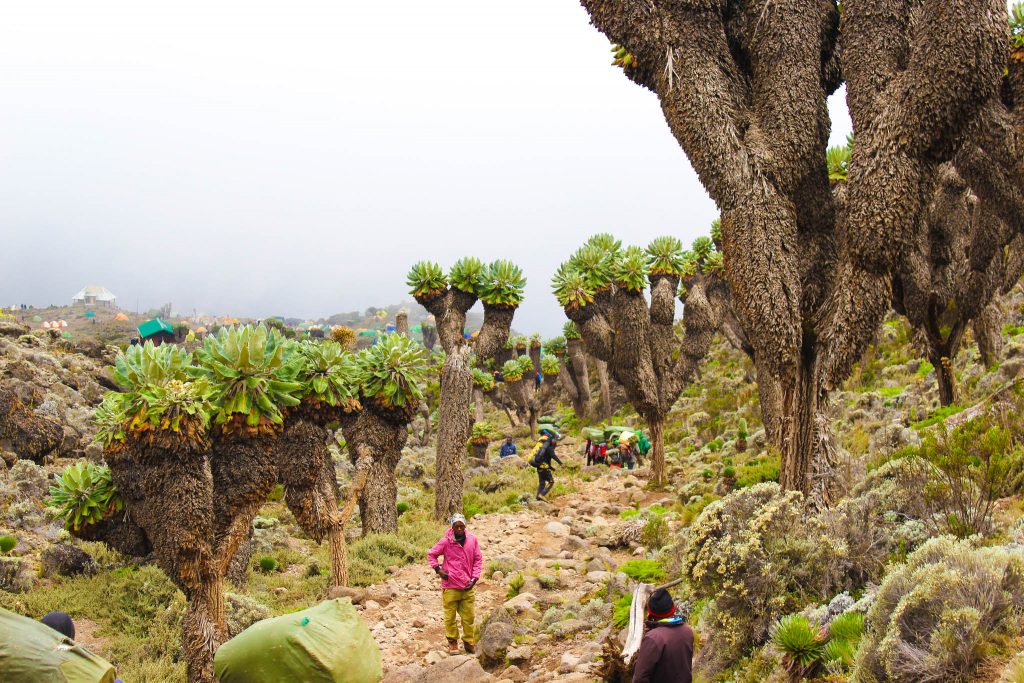View-of-trees-on-Kilimanjaro-1024x683.jpg