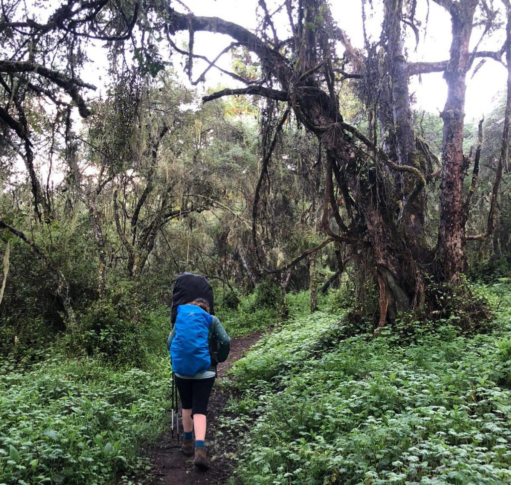 Tangled-rainforest-on-Kilimanjaro-1024x972.jpg