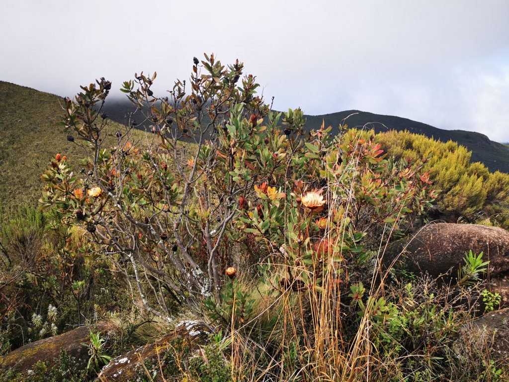 Pretty-bushes-on-Kilimanjaro-1024x768.jpg