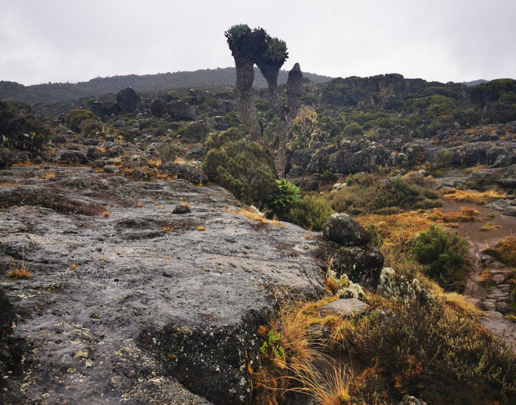 Shira-Plateau-Kilimanjaro-1-1024x804.jpg