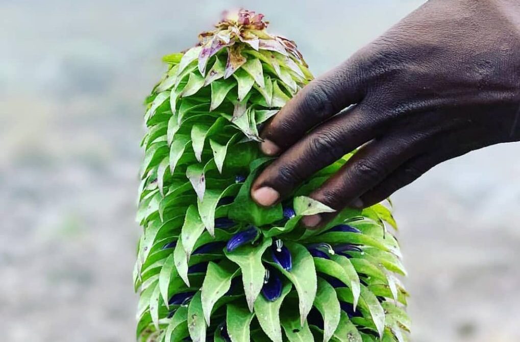 Hand touching a giant lobelia on Kilimanjaro