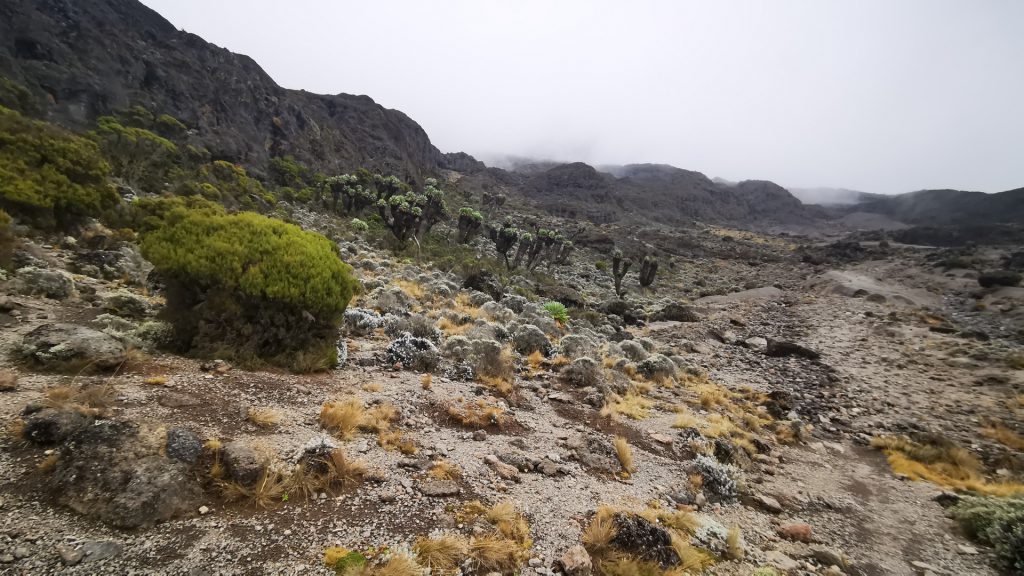 Moorland-vegetation-on-Kilimanjaro