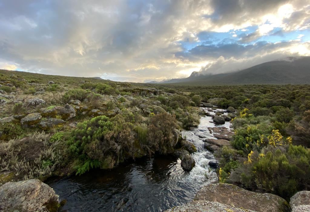 Kilimanjaro-stream-and-heather-1024x700.jpg