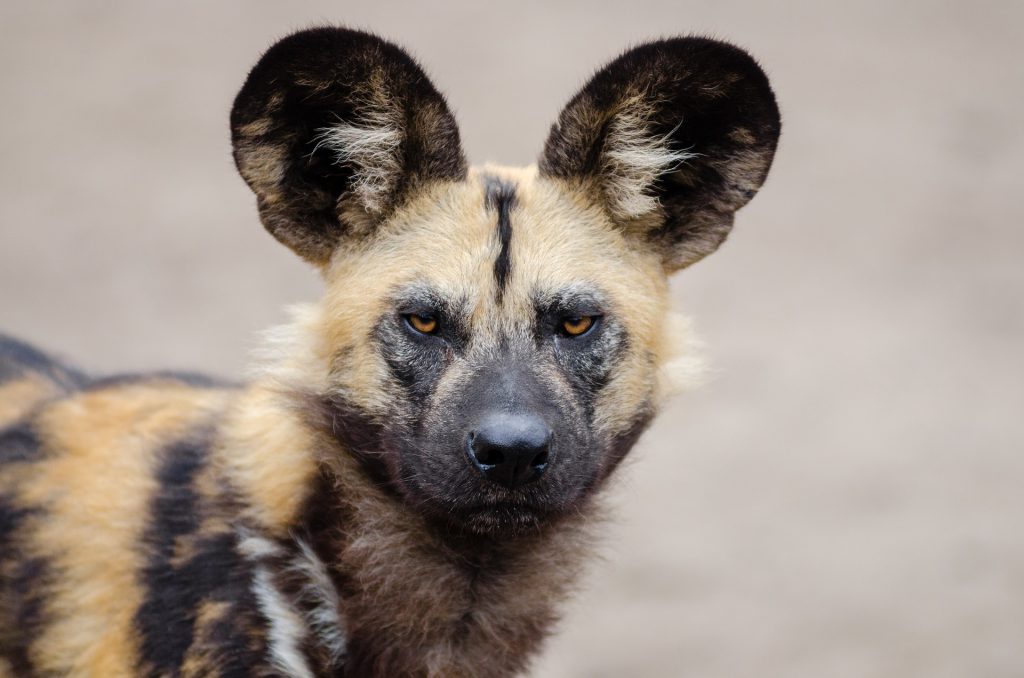 african-wild-dog-1332236_1920-1024x678.jpg