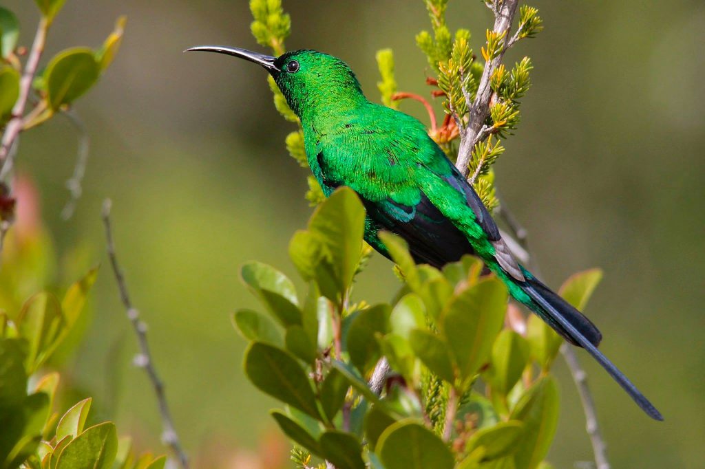 Malachite-sunbird-1024x682.jpg