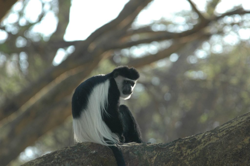 colobus-monkey-2548308_1920-1024x681.jpg