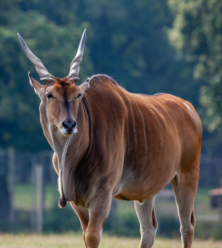 common-eland-4361428_1920-916x1024.jpg