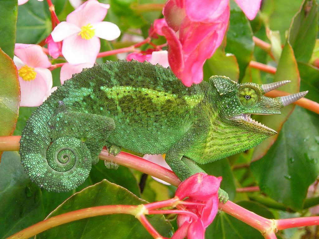 Jacksons-chameleon-1024x768.jpg