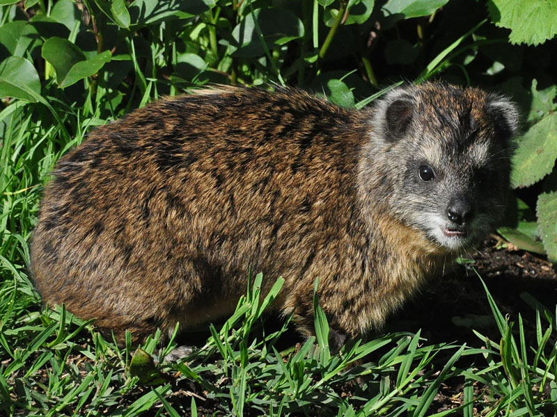 Southern-tree-hyrax.jpg