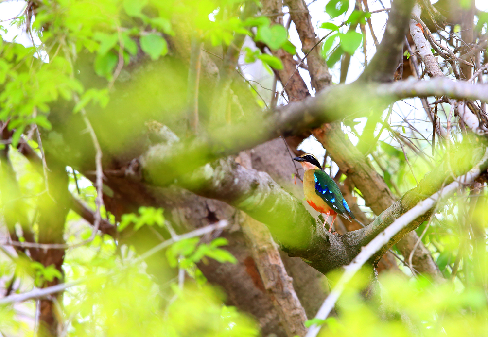 Ours. S. African pitta