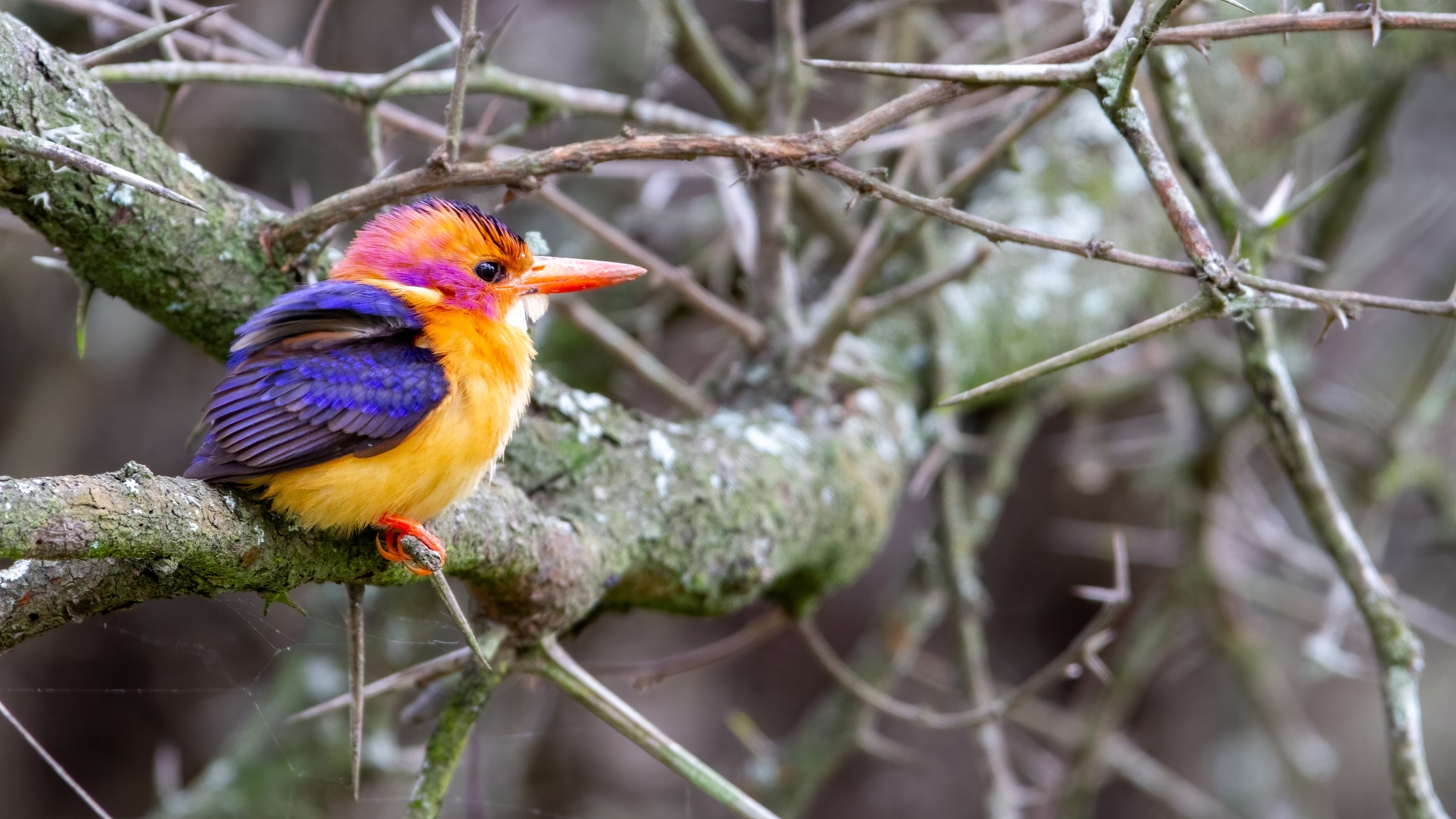 Ours. S. African pygmy kingfisher on a branch