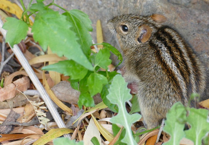 Four-striped-grass-mouse-1.jpg