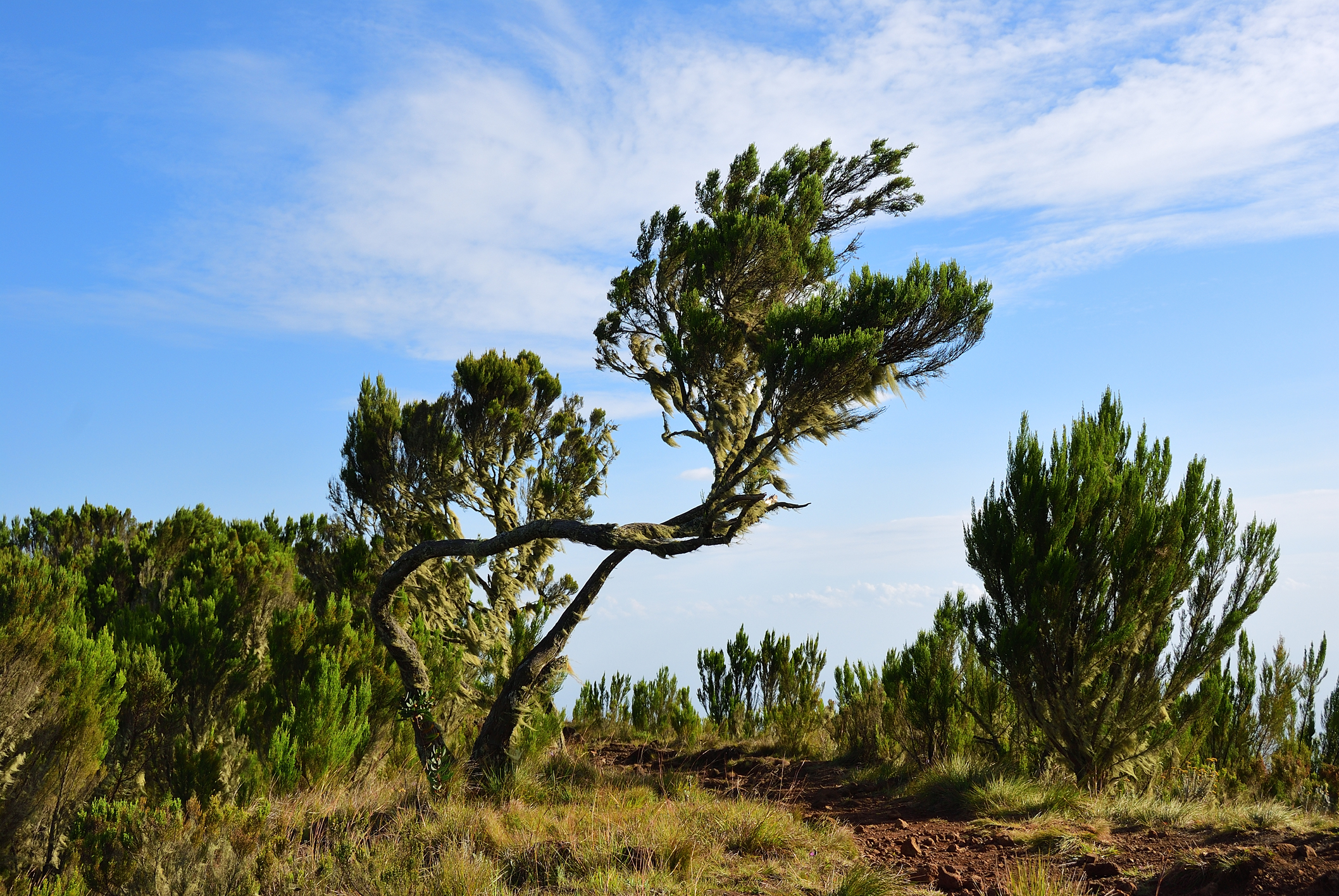 Trees of moorland zone on Marangu route, Kilimanjaro