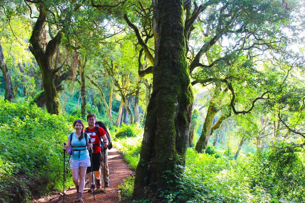 Climbers-in-Kilimanjaro-forest-1-1024x683.jpg